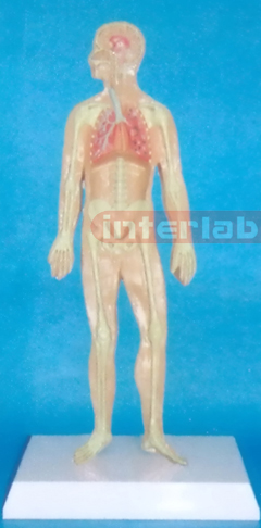 SMALL HUMAN SKELETON RESPIRATORY SYSTEM MODEL